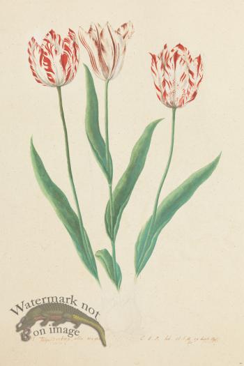 Blomboken 026